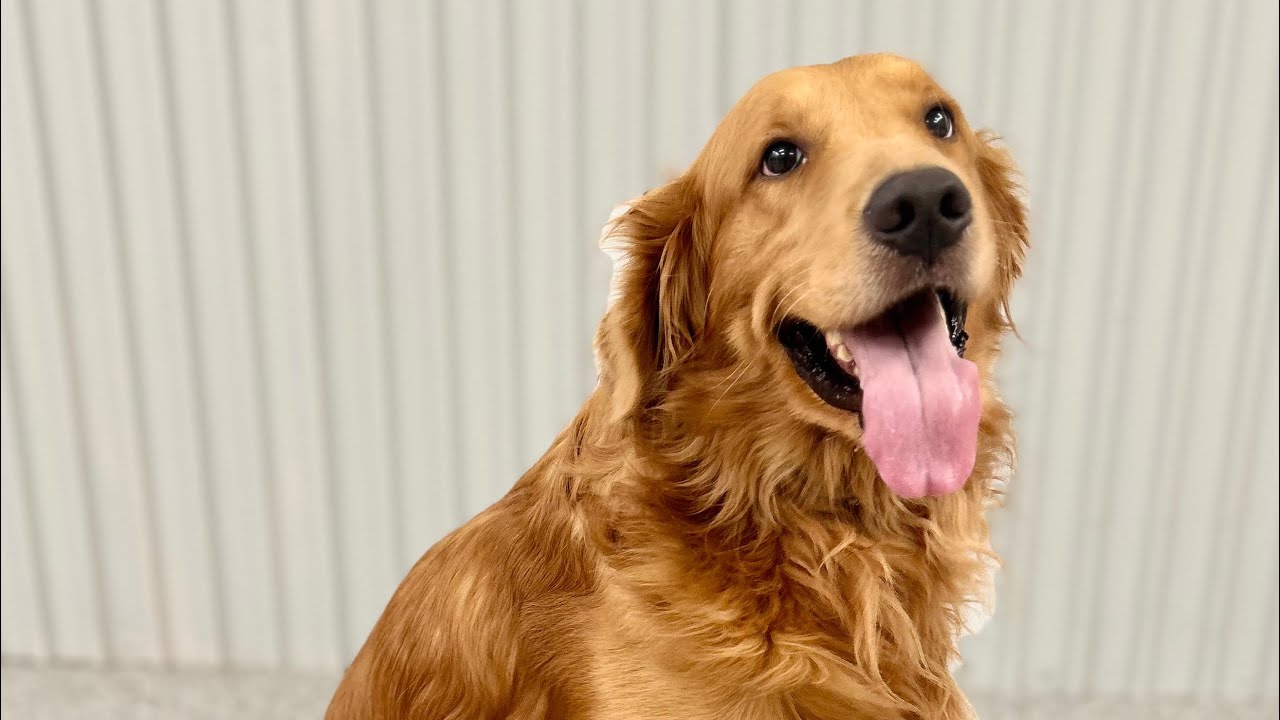 Sit Means Sit Atlanta Dog Training - 4yr old Golden Retriever Obedience