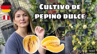 Cómo germinar PEPINO DULCE en MACETA | #huertoencasa #huertoenmacetas #cultivopepino