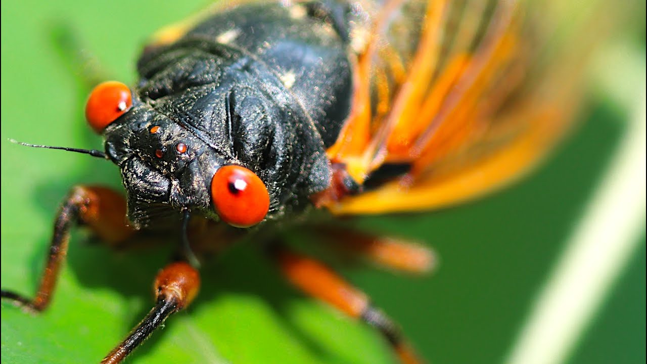 LOUD Crazy Insects - Periodic Cicada Explosion - YouTube