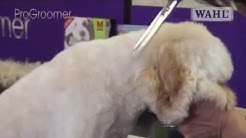 Grooming Guide - Cockapoo- Pro Groomer