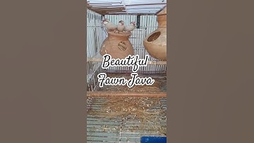 Beautiful Fawn Java | Birds Fusion #Shorts #Birds