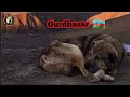 GURDBASAR -  SHEPHERD  DOG FROM AZERBAIJAN  (Волкодав) 2