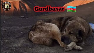 Gurdbasar - Shepherd Dog From Azerbaijan Волкодав 2