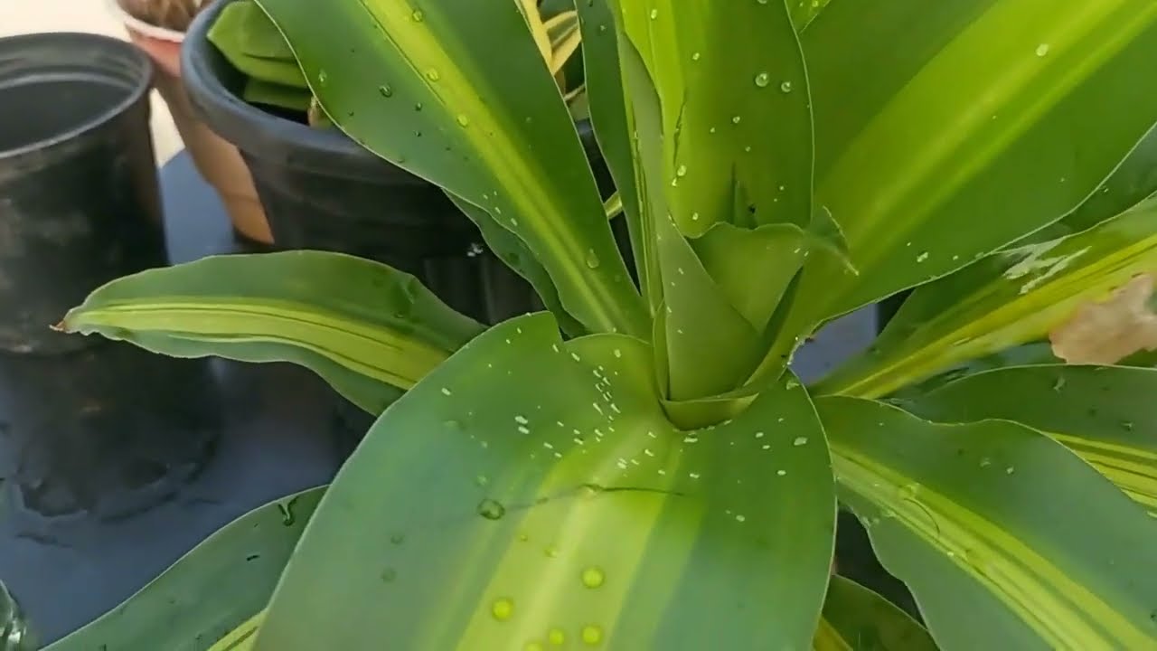 Growing Dracaena  Dara  Singh  plant Cuttings in water