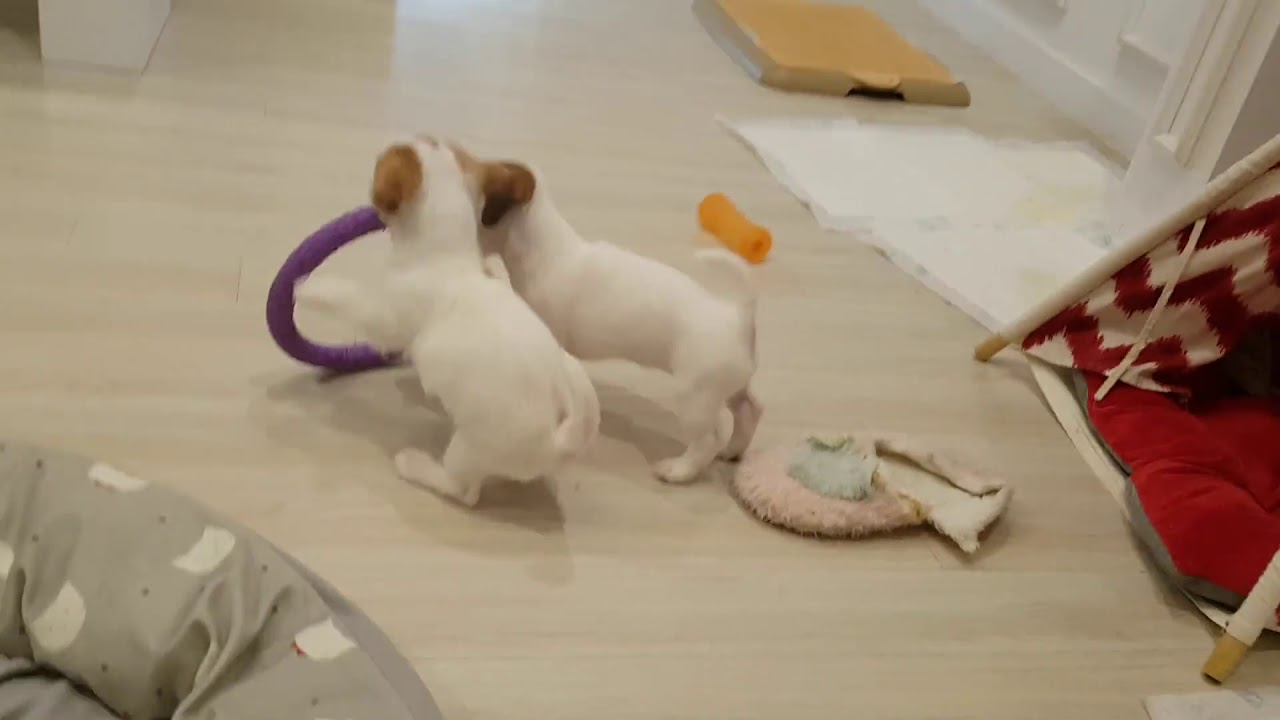 rumble video upload This Jack Russell playing with a hoop just like a Rhythmic gymnastics fairy!