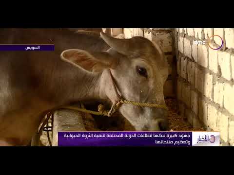 الأخبار جهود كبيرة تبذلها قطاعات الدولة المختلفة لتنمية الثروة الحيوانية وتعظيم منتجاتها