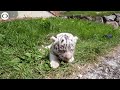 WEB EXTRA White Bengal Tiger Cubs 