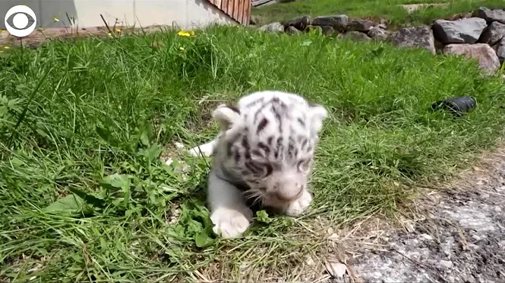 WEB EXTRA: White Bengal Tiger Cubs - DayDayNews