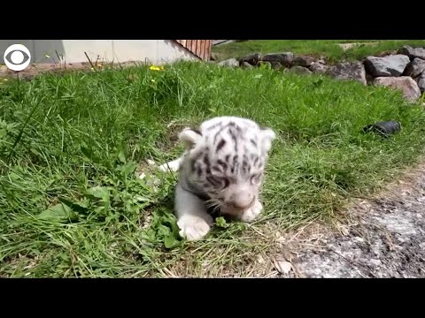 Video: Bengal white tiger, amazing and beautiful