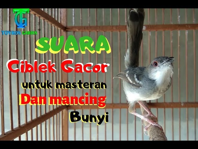 Burung masteran, CIBLEK kristal GACOR ngotot berantakan class=