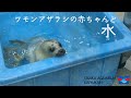 【海遊館】ワモンアザラシの赤ちゃんと水（2021.4.30）