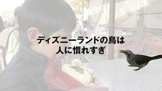 東京ディズニーランドにいた鳥が人に慣れすぎてる みゆ何でもブログ