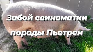 ❌Забой свиноматки породы Пьетрен‼Соотношение сала и мяса✅
