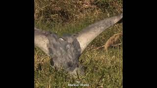 Shoebill - Edit (Africa)