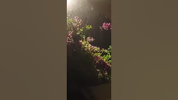 إبداع الشيخ عنتر مسلم سورة الضحى