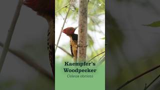 Kaempfers Woodpecker