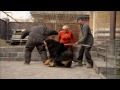 Tibetan Mastiff attack - protection dog test !!! Nasledie Tibeta Russia