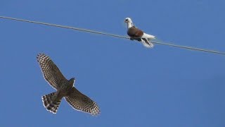 Goshawk Attacks Pigeons Ястреб Жестоко Атакует Голубей 2023 | Hawk Brutally Attacks Pigeons