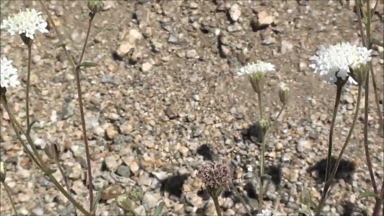 Beautiful white flowering wildflower in the California desert YouTube