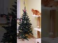 Солнечный Ричи Мейн кун котёнок Хочу на ёлку - Sunny Richie Maine coon Wish to climb New Year tree