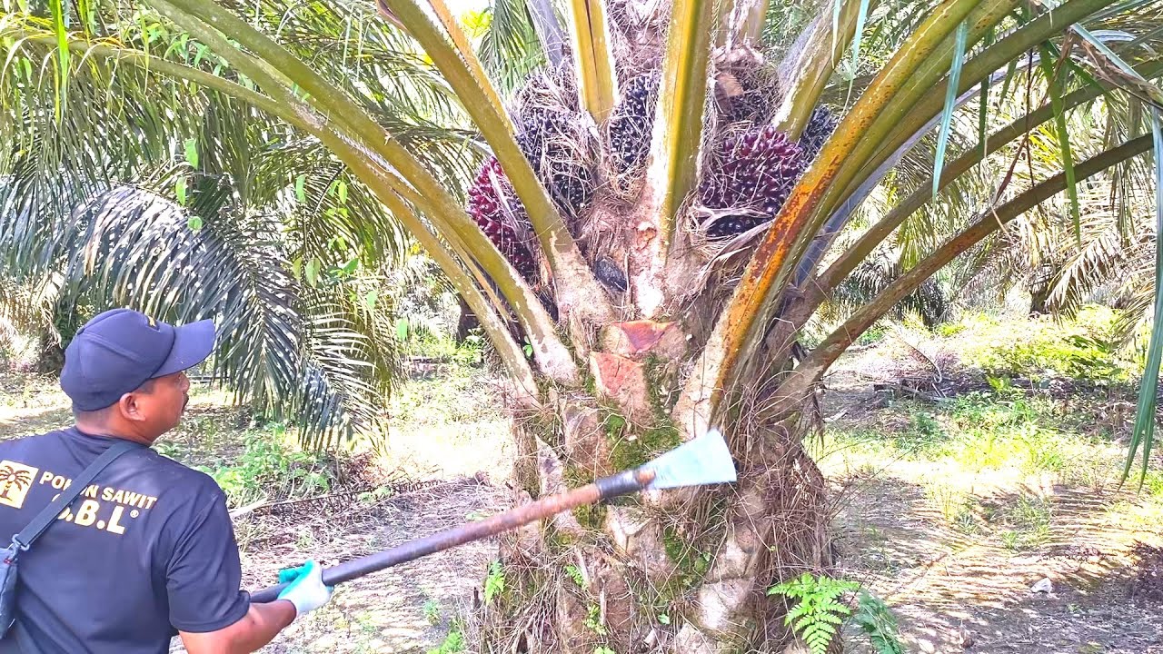 PANEN SAWIT BERSUSUN, SETIAP POKOK ADA BUAH.!