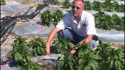 Soil Moisture-Based Irrigation Systems - Sensor Placement