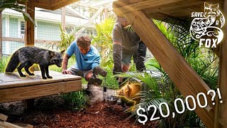 Expensive rescue fox goes to live with Paul Cuffaro (tour of Paul's facility!)