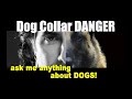 NEVER Leave a COLLAR on Your DOG - Dog Safety and Training Video - Robert Cabral Dog Training