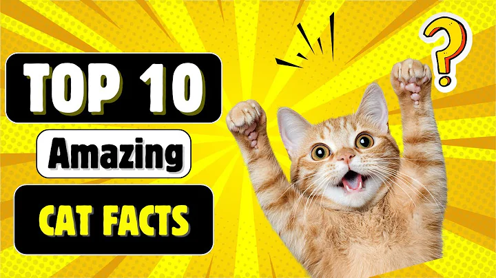 20 Funny Facts About Cats You Didn’t Know! 🐾 (Tuxedo Cat Special)