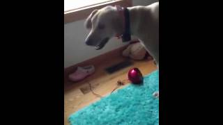 Spaz attack dog