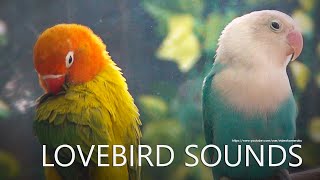 Lovebirds Chirping Sounds, Lovebirds Singing - Euwing and Opaline Lovebird Pair