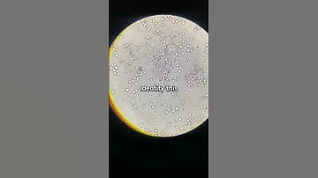 Identify #lab #shorts