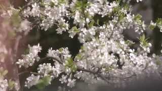 Зацвела вишня в саду (Cherry blossoms)