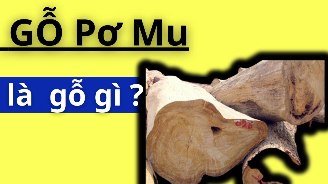 Tìm Hiểu Về Gỗ Pơ Mu