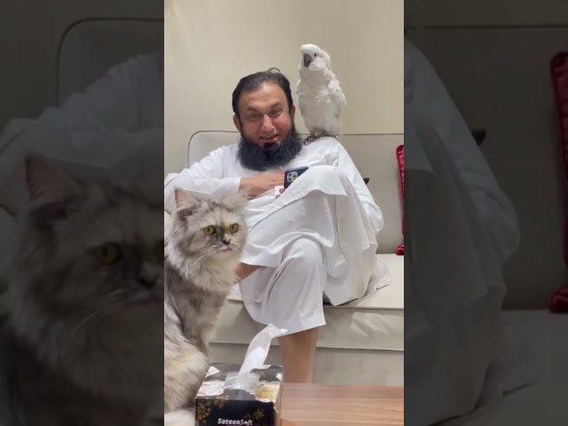 maulana tariq jameel with parrot enjoy  funny video class=