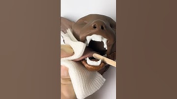 Veilige intubatietechniek #goedomteweten #lifehacks #dierenarts #medicijn #leukeweetjes #chirurge...