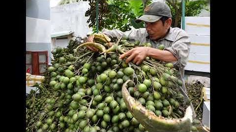 làm giàu nhờ cây cau ăn trầu