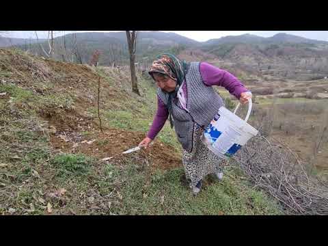 EMİN OTU | KÖYDE HAYAT | YABANİ  YENİLEBİLİR OTLARI YENGEMLE TOPLADIK | HER ŞEY PAYLAŞINCA GÜZEL🥰