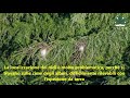 Parco della Motta di San Bonifacio - monitoraggio processionaria (attacco su Cedrus deodara)