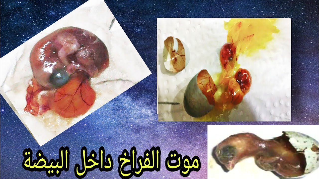 أهم أسباب موت الفراخ داخل البيضة