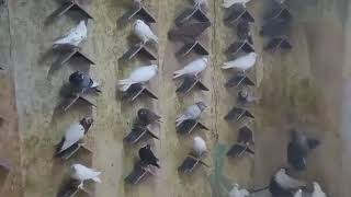 Бакинские голуби Валдаса+37068613895
