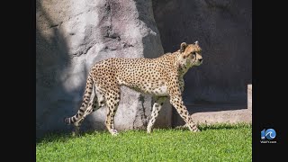Remembering Lima the Cheetah