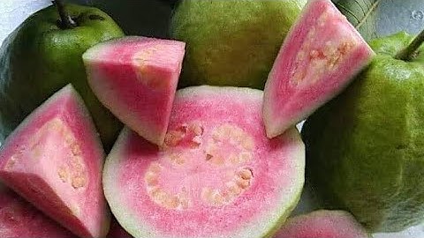 Ổi TRÂN CHÂU RUỘT ĐỎ cơ sở THÀNH NHÂN Cái Bè Tiền Giang 0907055581_0986793665