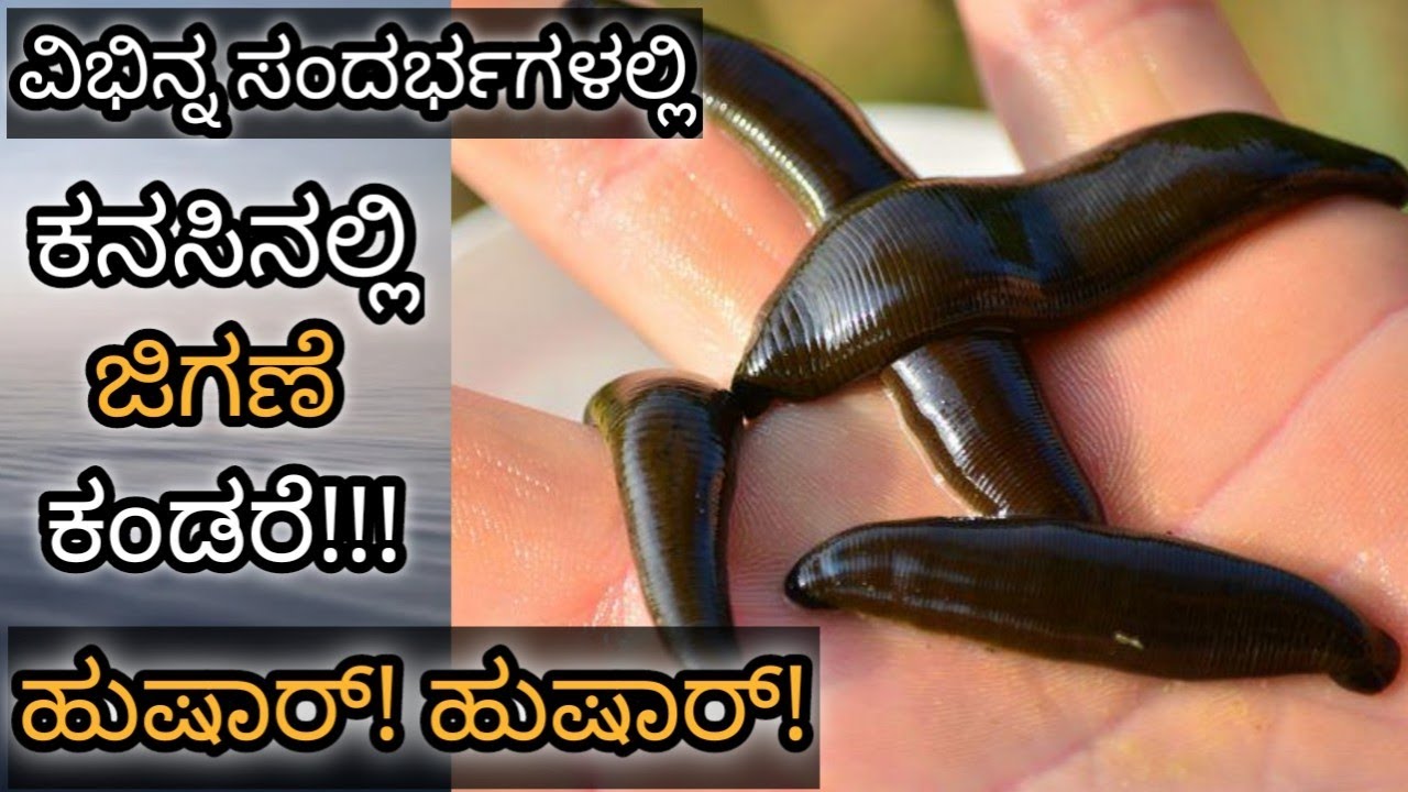 ಕನಸಿನಲ್ಲಿ ಜಿಗಣೆ ಕಂಡರೆ || Kanasinalli Jigane Kandare || Leech in Dream Meaning & Analysis | Dreambook