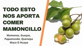 🟢Mamoncillo: Beneficios Del Consumo De Mamoncillo, Mamones,Guayas, Papamundo, Quenepa,Maco O Huaya ✅ screenshot 2
