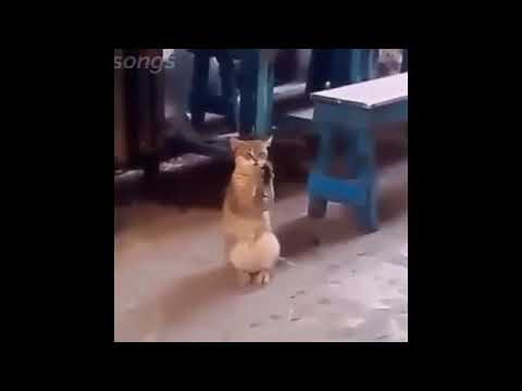 سقف سقف اوعي توقف بطريقه مضحكه وجديده 