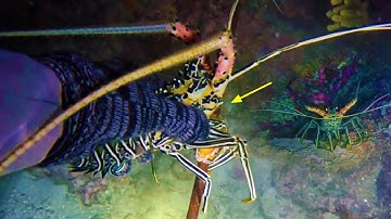 Tăng 3 Tuy Tôm Hùm Không To Nhưng May Mắn Được Cá Mặt Quỷ Đắc Giá | Lặn Biển Trường Sa ( tập 4)