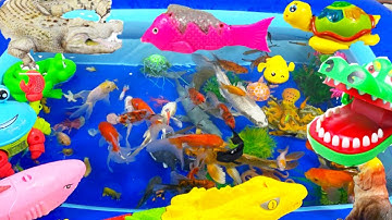 Động Vật Dễ Thương,Âm Thanh Động Vật,Cá Mập,Cá Heo,Cá Chép,Cá Koi,Cá Đuối,Bọ Ngựa,Chuồn Chuồn,Animas