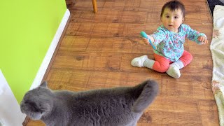 Baby is sharing with British Shorthair Cat