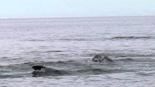 Avistaje de ballenas desde la playa en Puerto Madryn